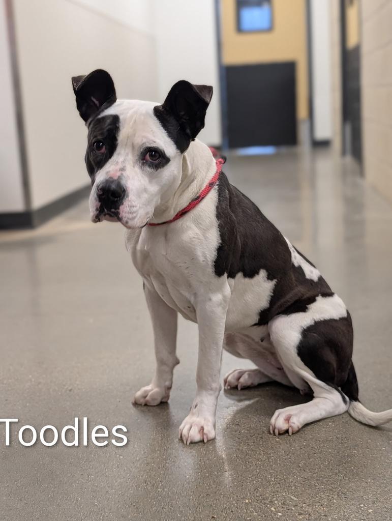 Tootles, Adoptable, Young Female Pit Bull Terrier.