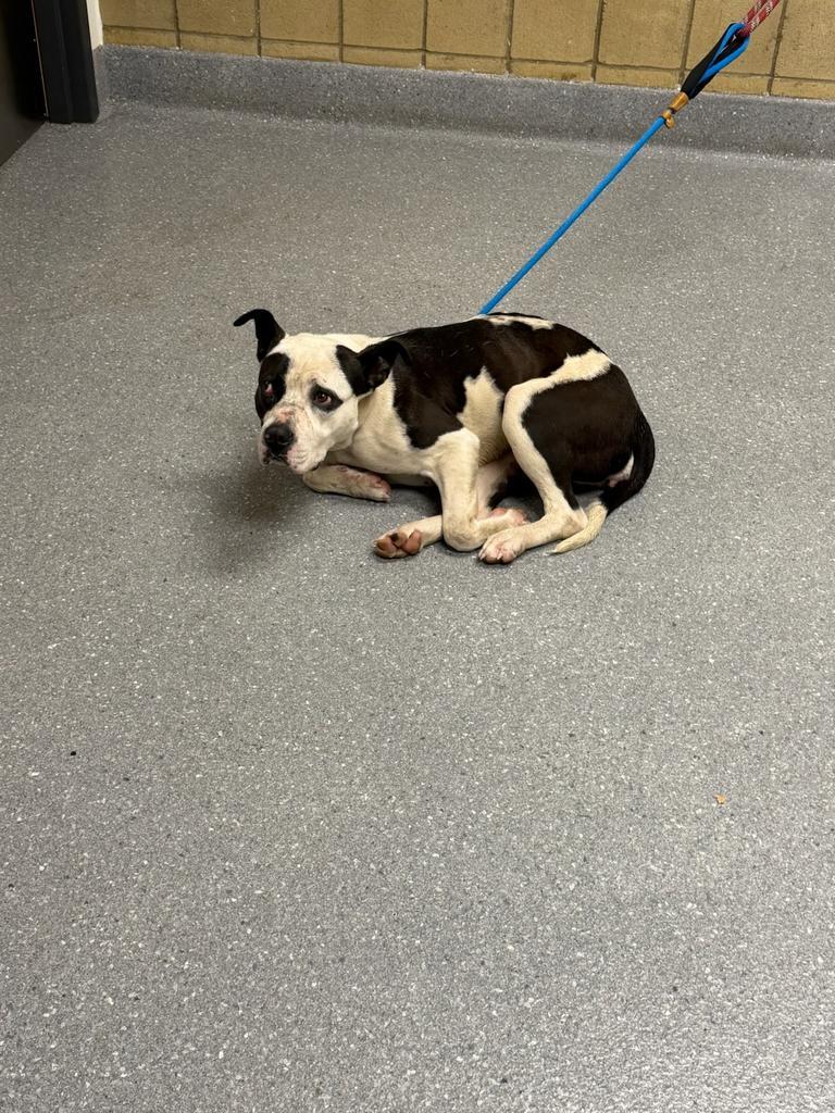 Enlarge Tootles, a Adoptable Pit Bull Terrier in Greenfield, IN image 2/2