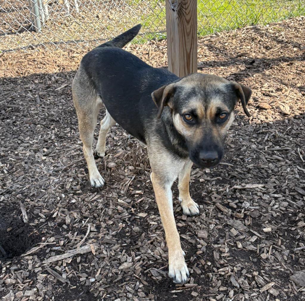 Iliana / AC 27833 G, Adoptable, Young Female Shepherd & Rottweiler.
