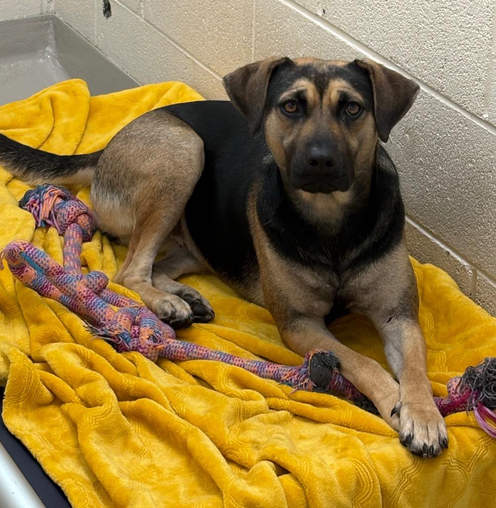 Enlarge Iliana / AC 27833 G, a Adoptable mixed breed in Greeneville, TN image 2/4