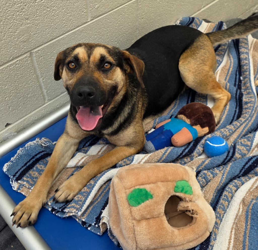 Iliana / AC 27833 G, Adoptable, Young Female Shepherd & Rottweiler.