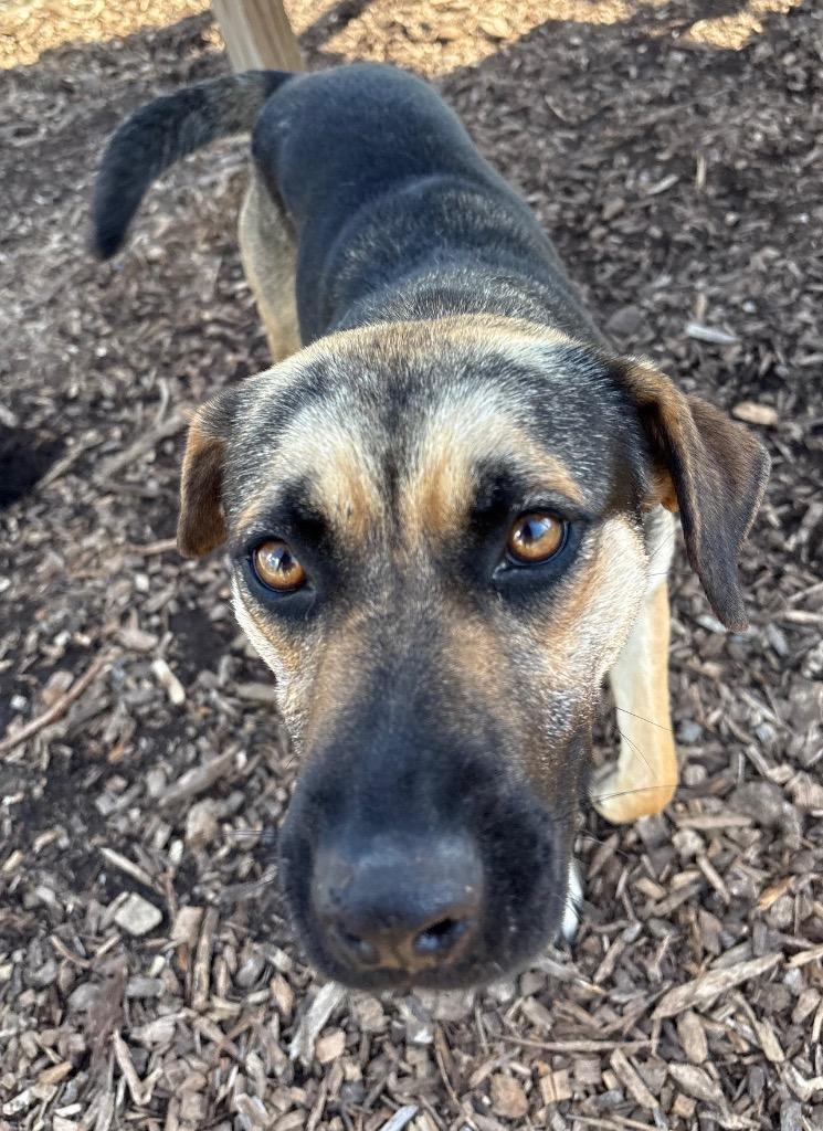 Iliana / AC 27833 G, a Adoptable mixed breed in Greeneville, TN image 3/3