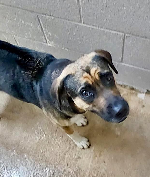 Iliana / AC 27833 G, a Adoptable mixed breed in Greeneville, TN image 2/2
