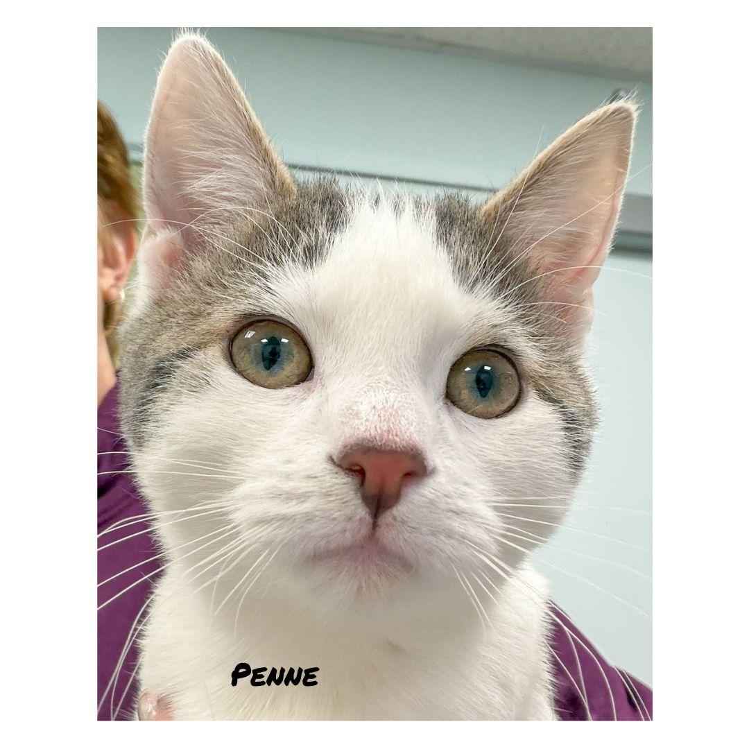 Enlarge Penne & Polenta, a ADOPTABLE Domestic Short Hair in Stamford, CT image 3/6
