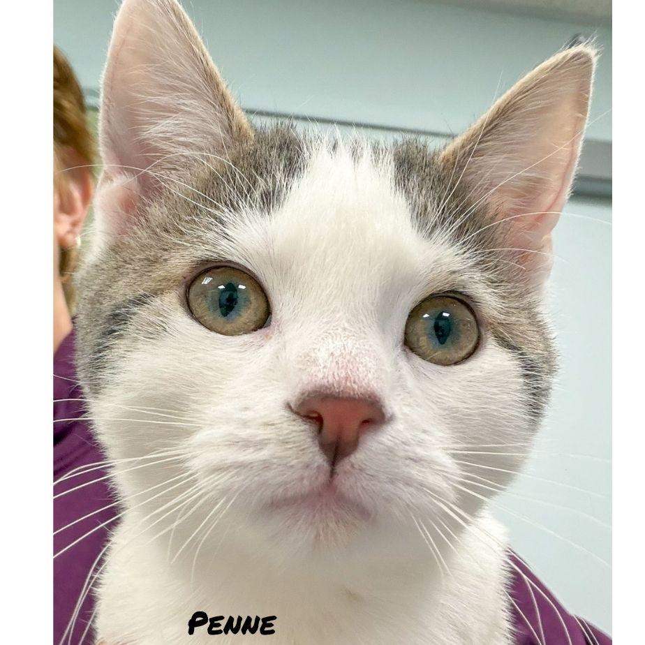 Penne & Polenta, an adopted Domestic Short Hair in Stamford, CT image 3/6