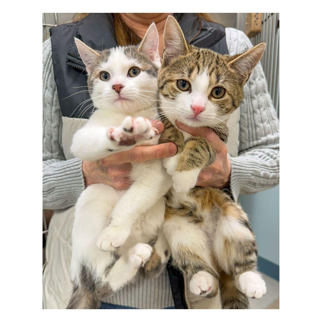 Penne & Polenta, ADOPTABLE, Kitten Female Domestic Short Hair.