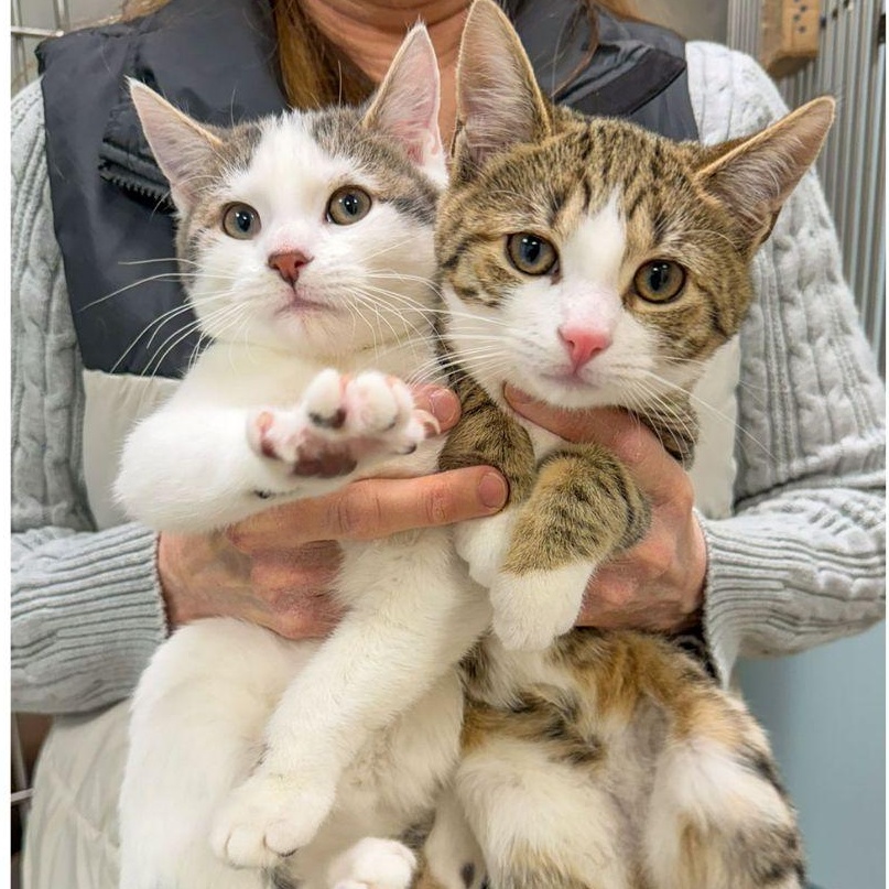 Penne & Polenta, an adopted Domestic Short Hair in Stamford, CT image 1/6