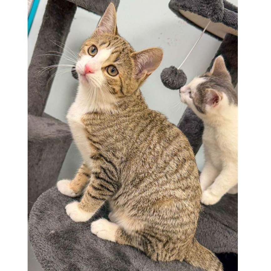 Penne & Polenta, an adopted Domestic Short Hair in Stamford, CT image 4/6