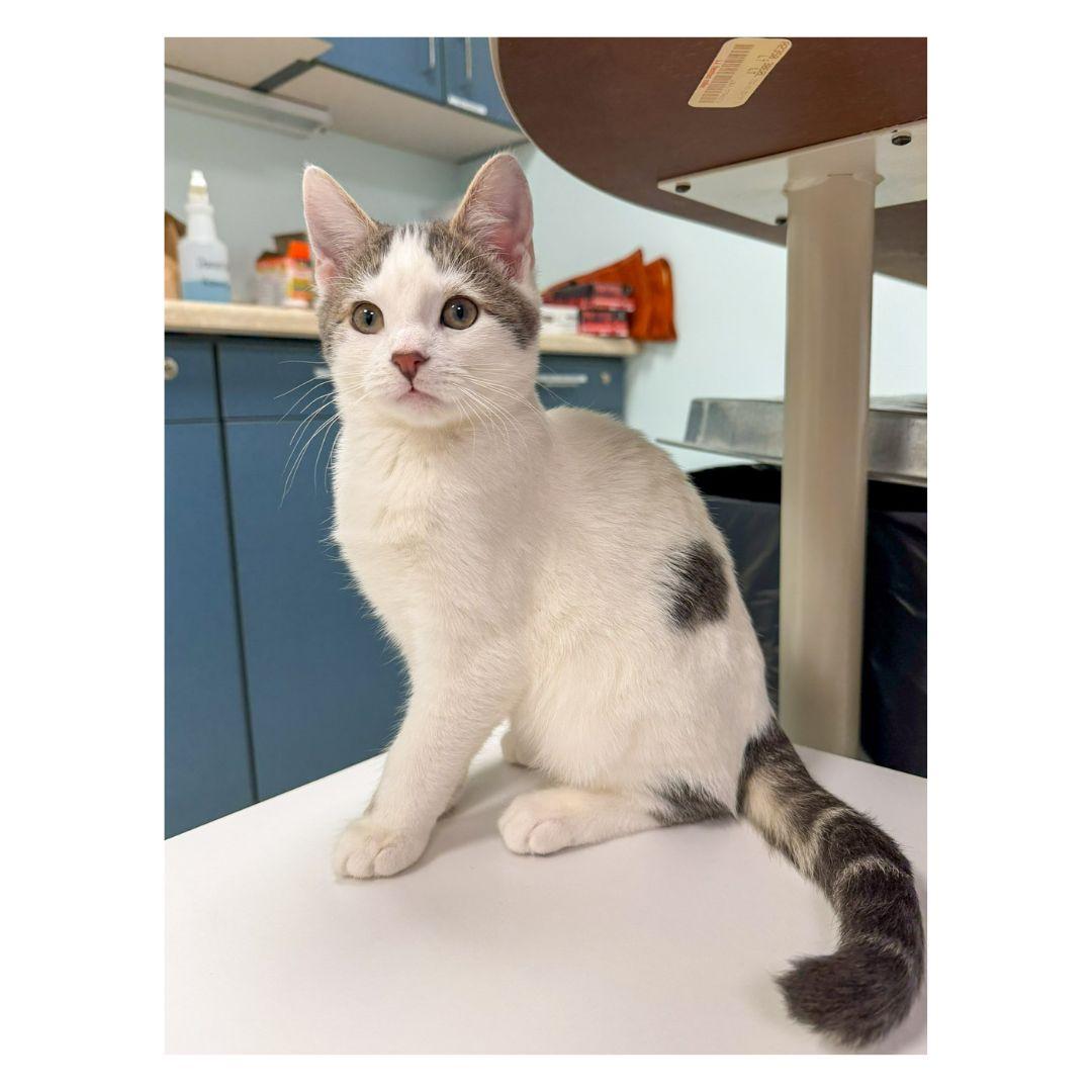 Enlarge Penne & Polenta, a ADOPTABLE Domestic Short Hair in Stamford, CT image 5/6