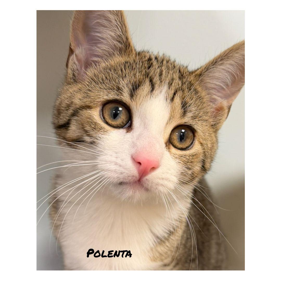 Enlarge Penne & Polenta, a ADOPTABLE Domestic Short Hair in Stamford, CT image 2/6