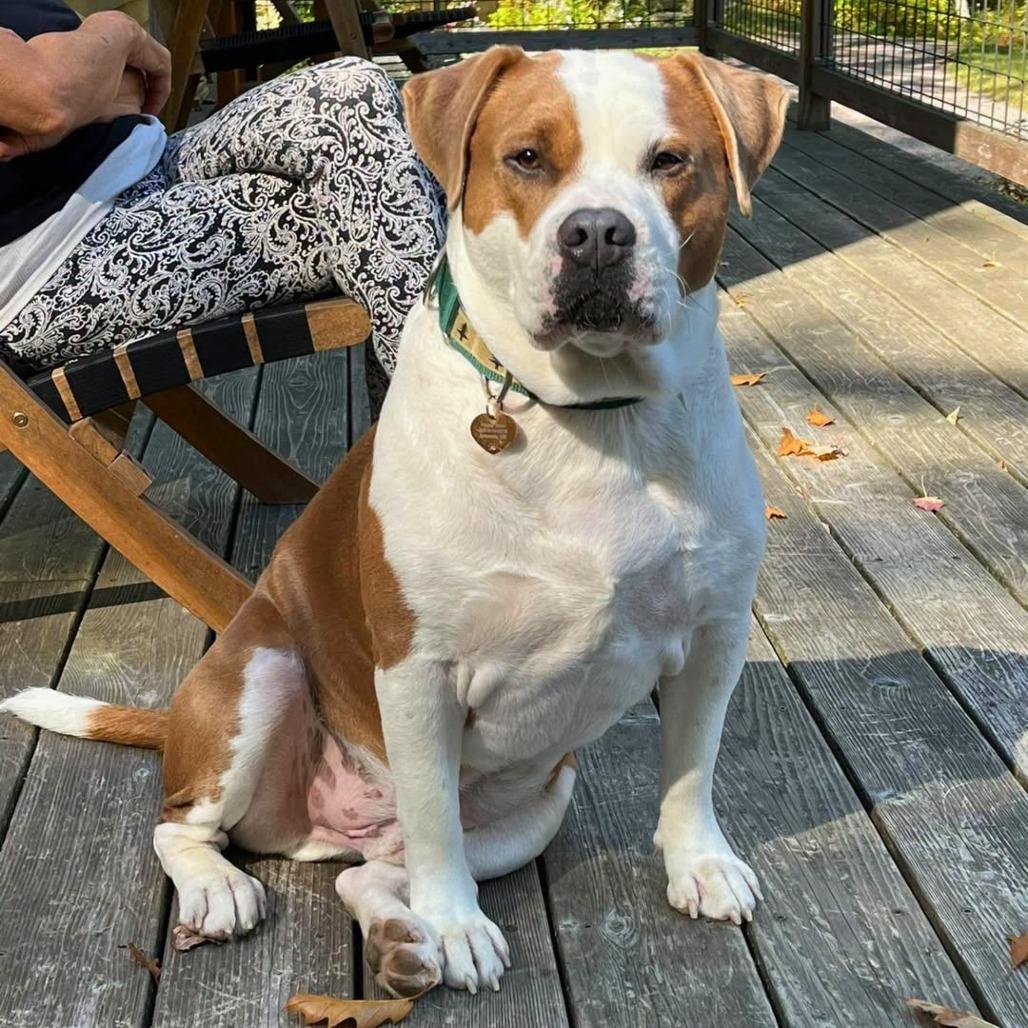 Simba, Adoptable, Adult Male Mixed Breed.