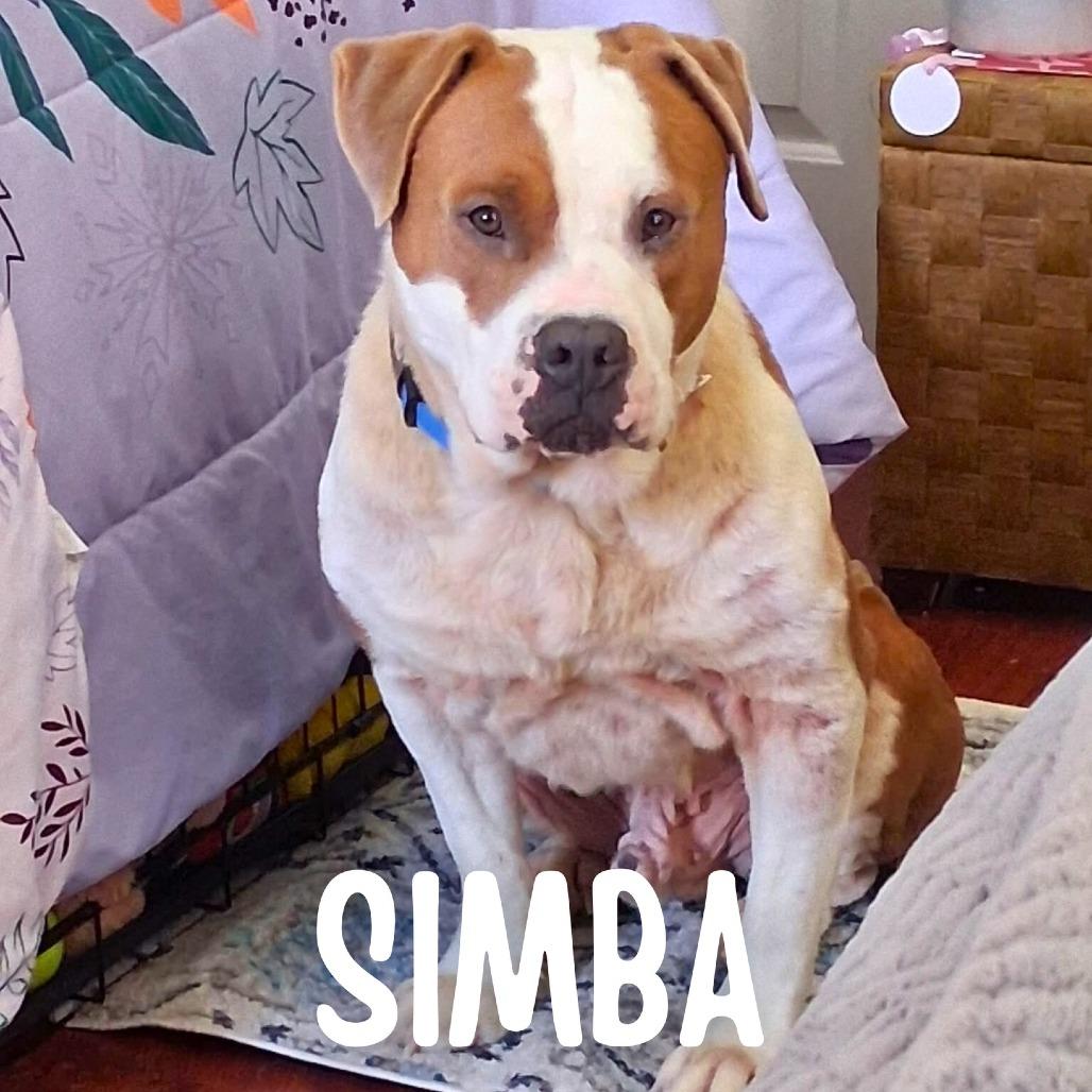 Enlarge Simba, a Adoptable Mixed Breed in South Portland, ME image 2/5