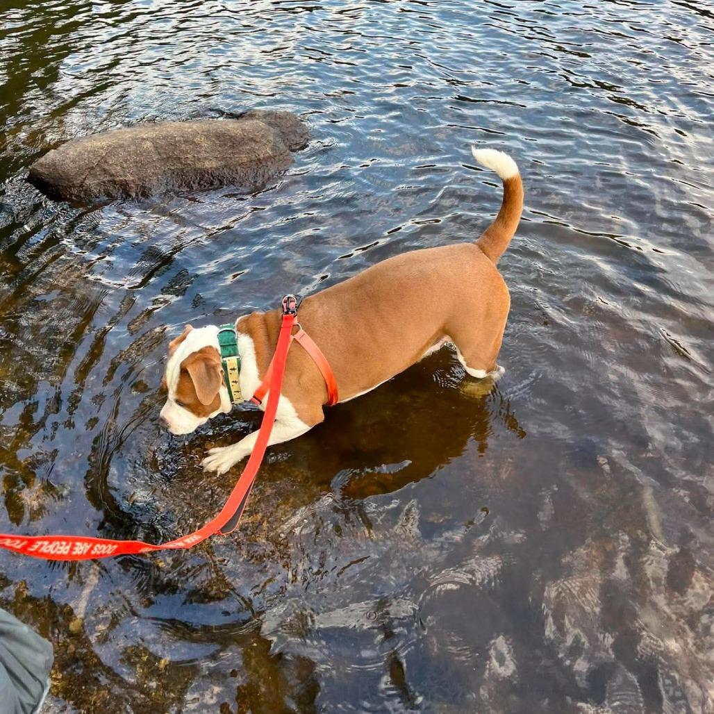 Enlarge Simba, a Adoptable Mixed Breed in South Portland, ME image 2/5