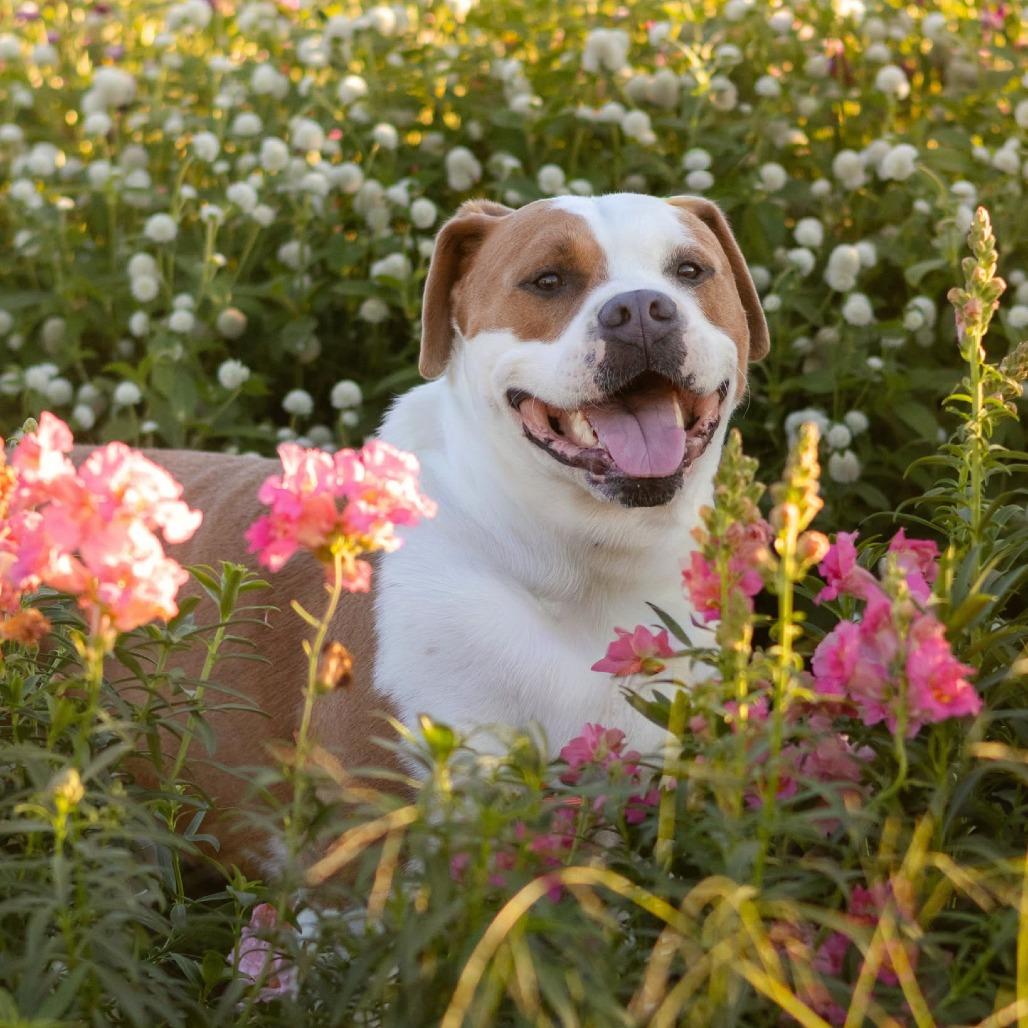 Enlarge Simba, a Adoptable Mixed Breed in South Portland, ME image 4/5