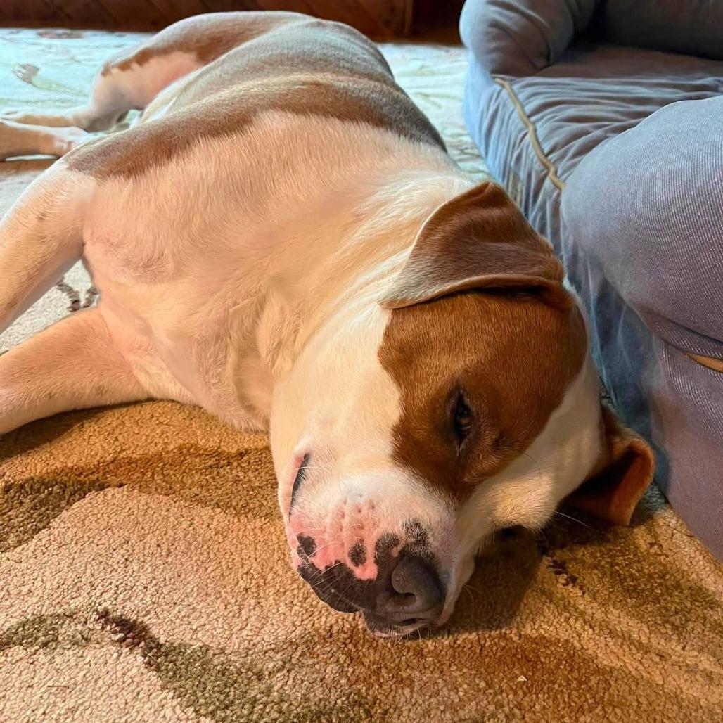 Enlarge Simba, a Adoptable Mixed Breed in South Portland, ME image 5/5