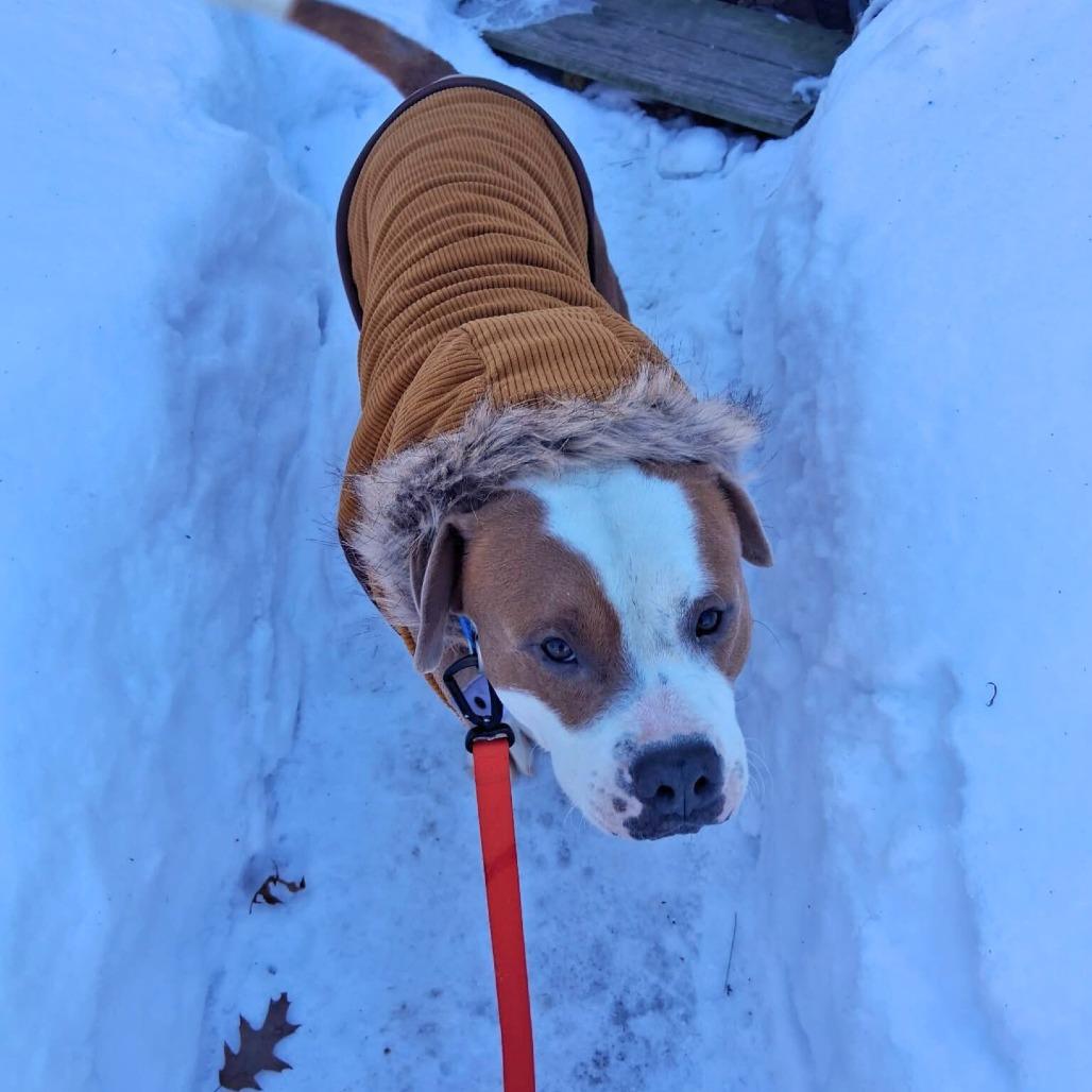 Enlarge Simba, a Adoptable Mixed Breed in South Portland, ME image 4/5