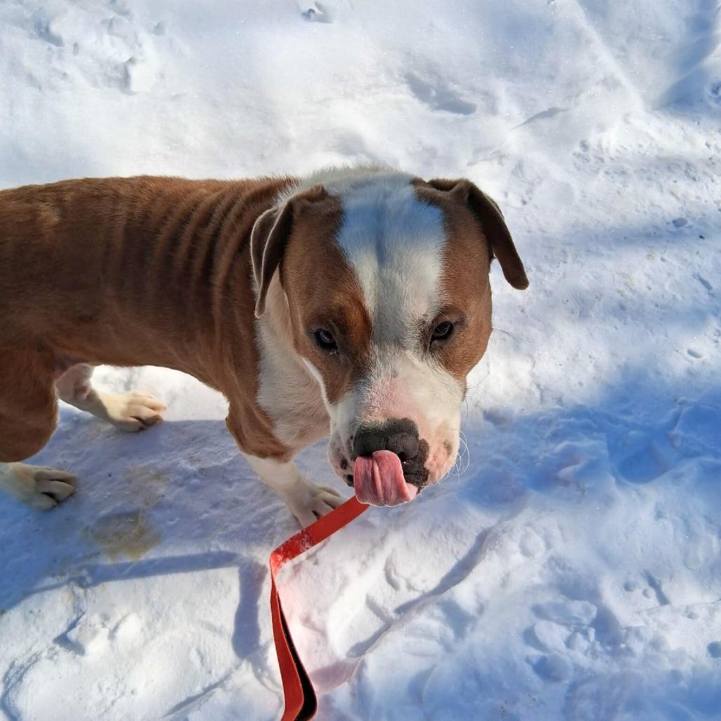 Enlarge Simba, a Adoptable Mixed Breed in South Portland, ME image 5/5
