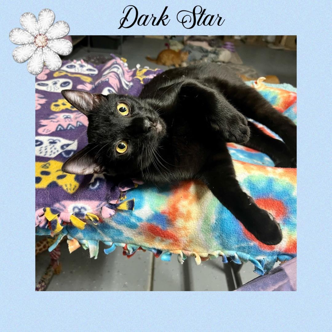 Dark Star, Adoptable, Adult Male Domestic Short Hair.
