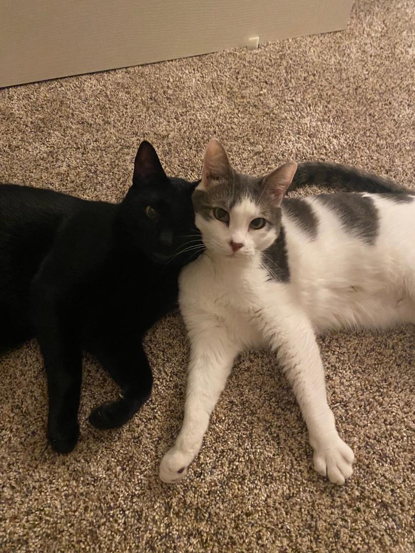 Dark Star & Simon, a Adoptable Domestic Short Hair in Gilroy, CA image 2/5