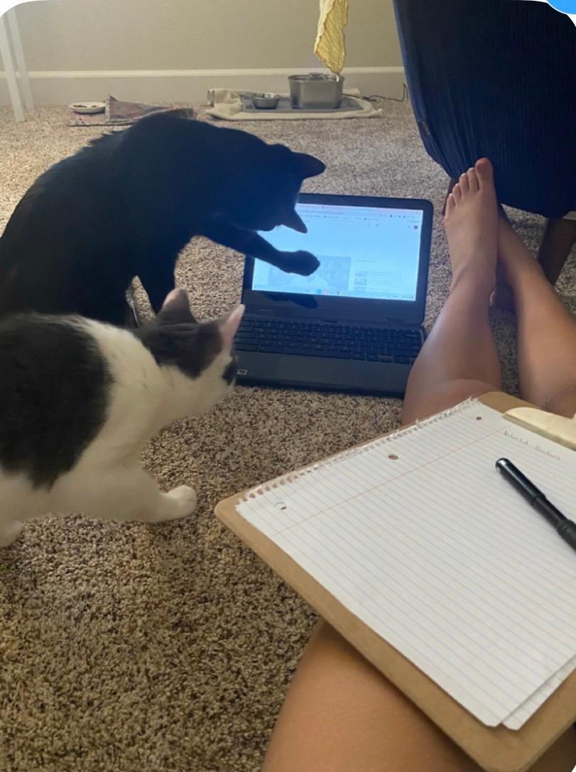 Dark Star & Simon, Adoptable, Adult Female Domestic Short Hair.