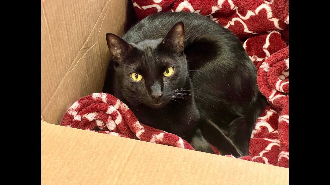 Dark Star, a Adoptable Domestic Short Hair in Gilroy, CA image 2/2