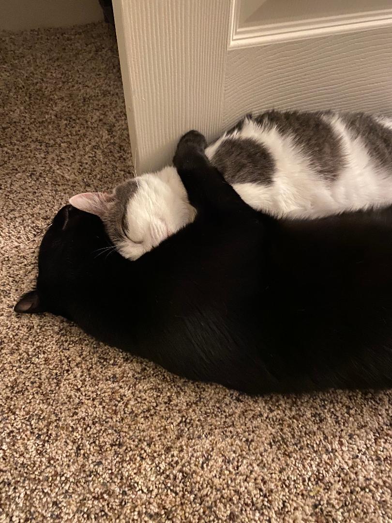 Dark Star & Simon, a Adoptable Domestic Short Hair in Gilroy, CA image 3/5