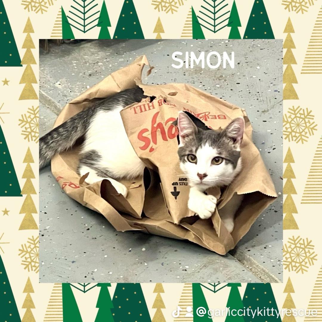 Dark Star & Simon, a Adoptable Domestic Short Hair in Gilroy, CA image 4/5