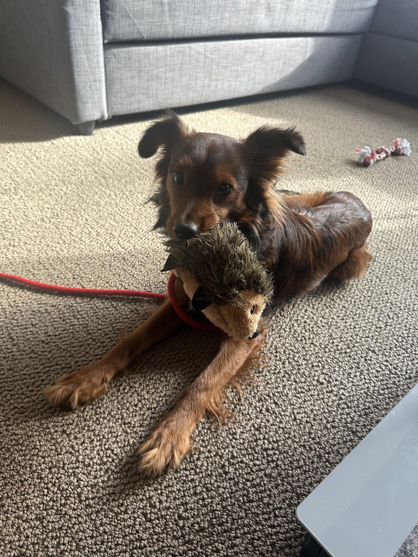 Toast, Adopted, Adult Male Chihuahua.