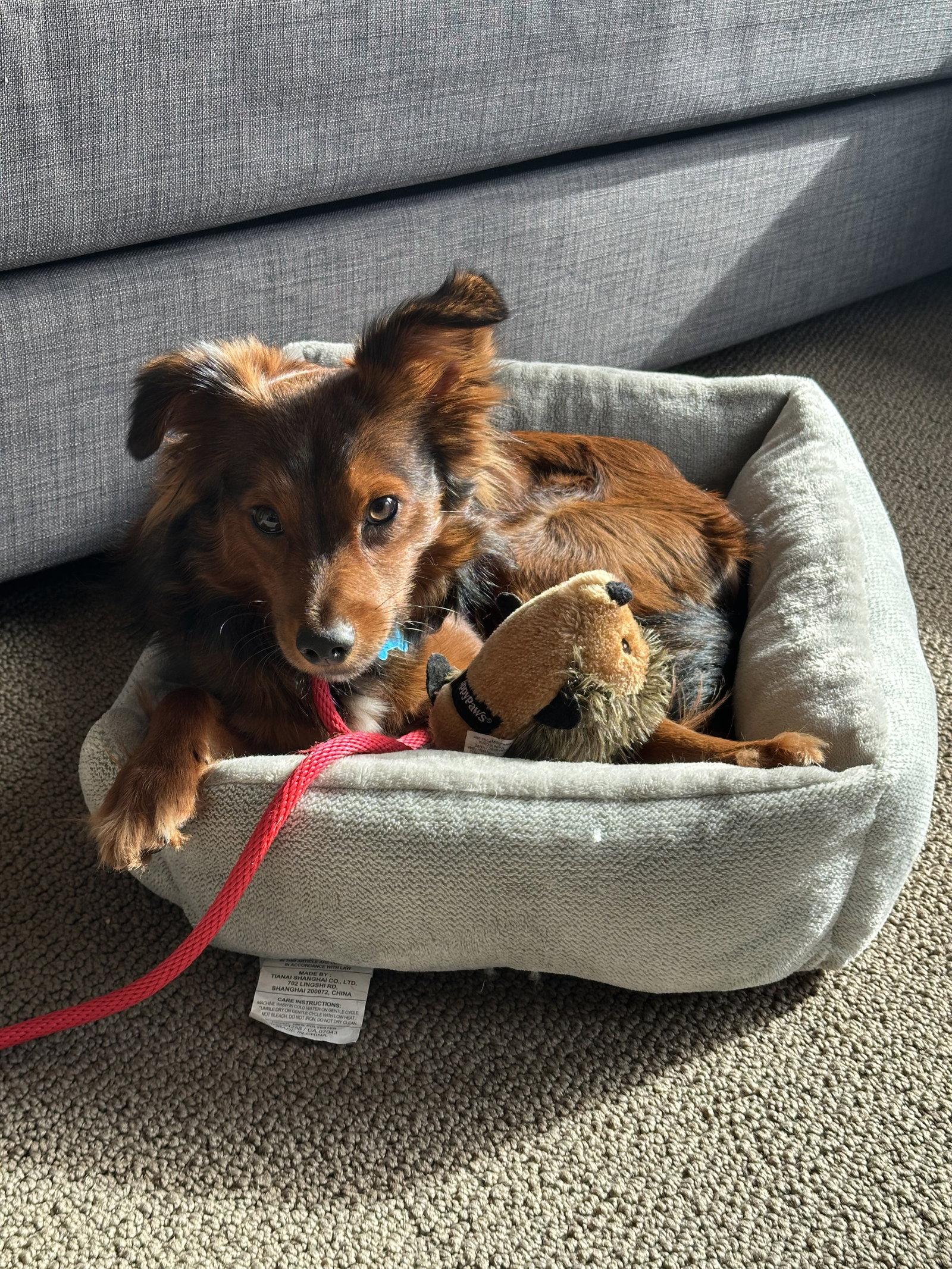 Enlarge Toast, a Adopted Chihuahua in Bothell, WA image 2/3
