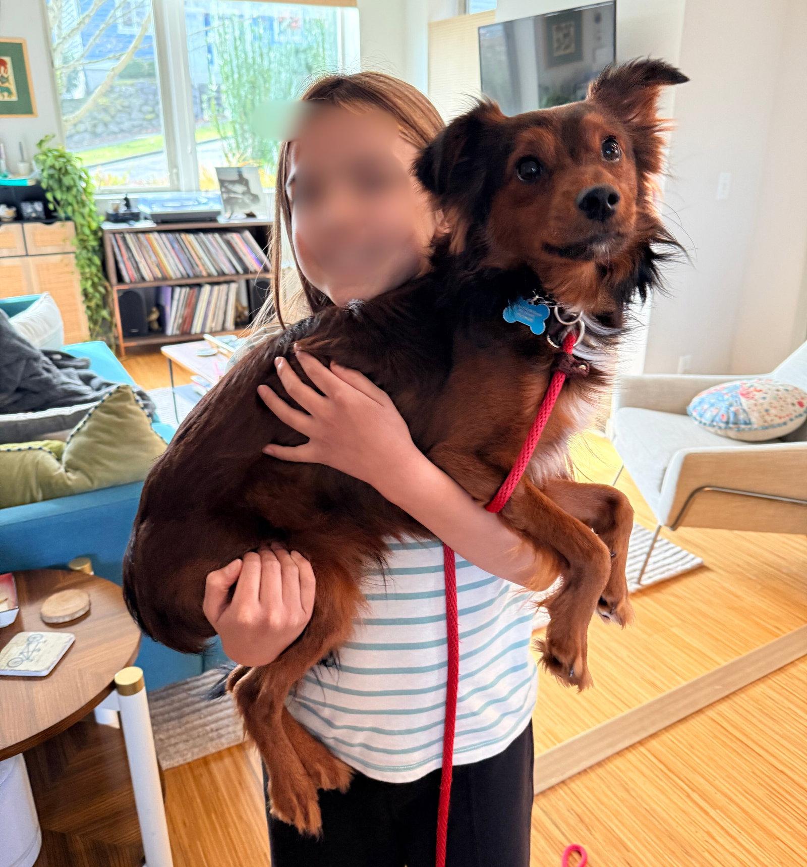 Enlarge Toast, a Adopted Chihuahua in Bothell, WA image 3/3