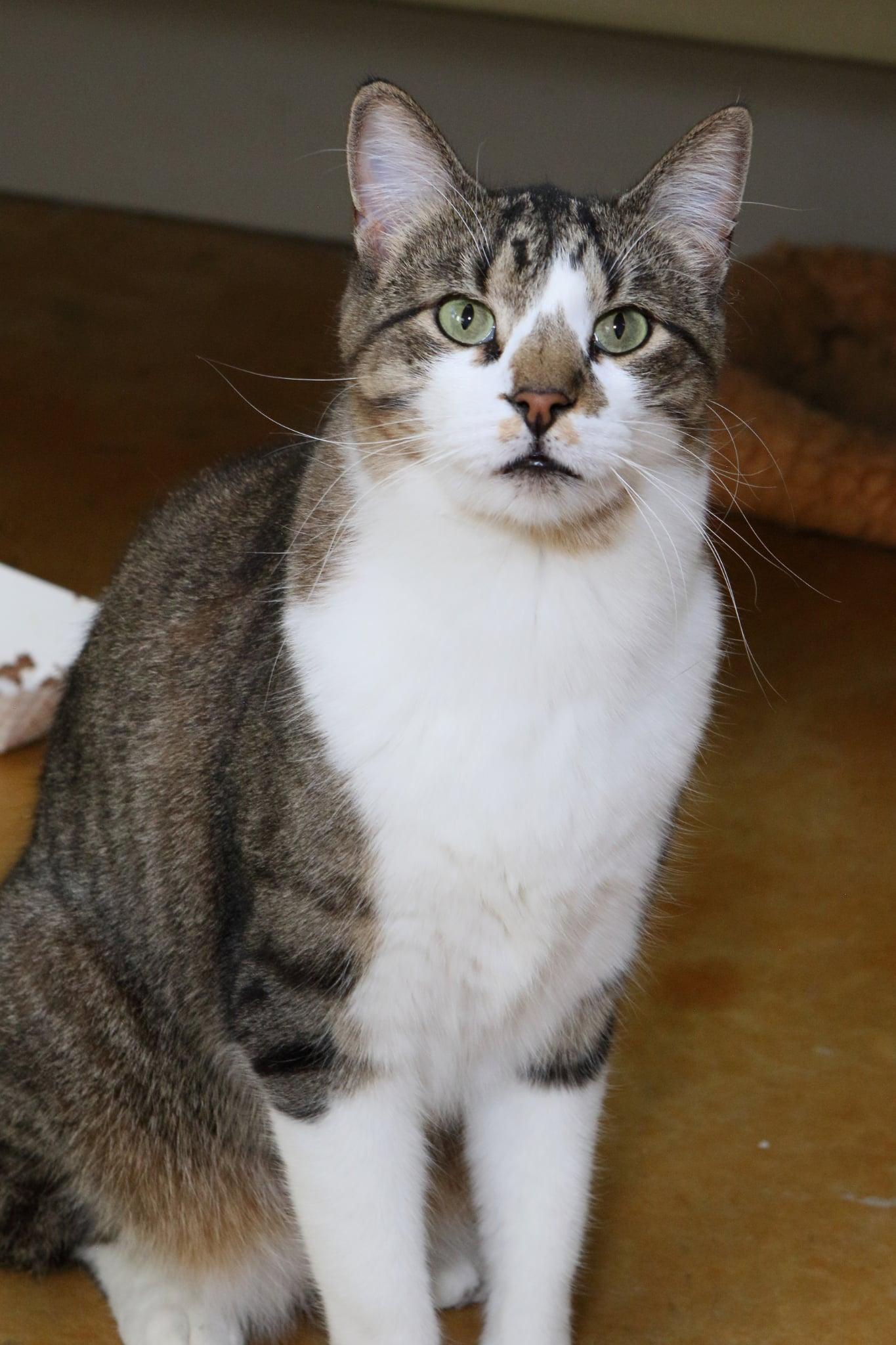 Billy, a Adoptable Domestic Short Hair in Austin, MN image 1/3