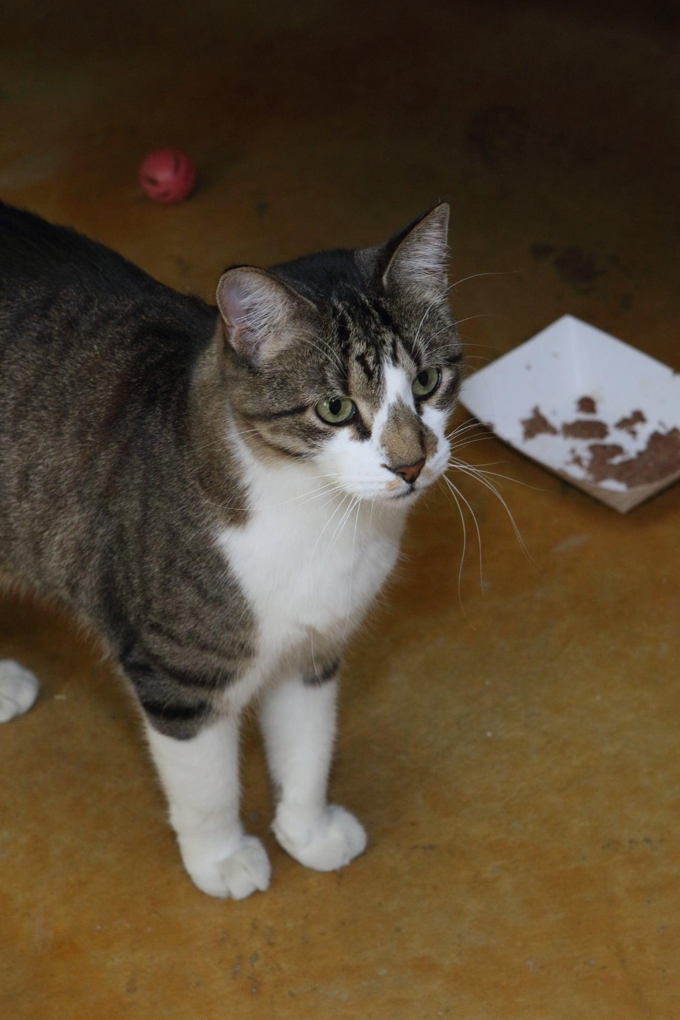 Billy, a Adoptable Domestic Short Hair in Austin, MN image 2/3