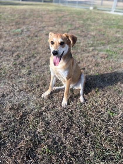 Enlarge Gus, a Adoptable mixed breed in Violet, LA image 1/1