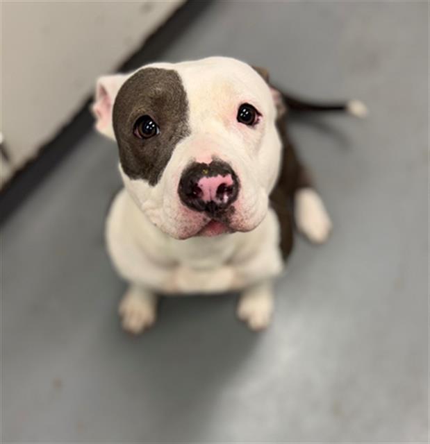 SPACE WITCH, Adoptable, Young Female Pit Bull Terrier.