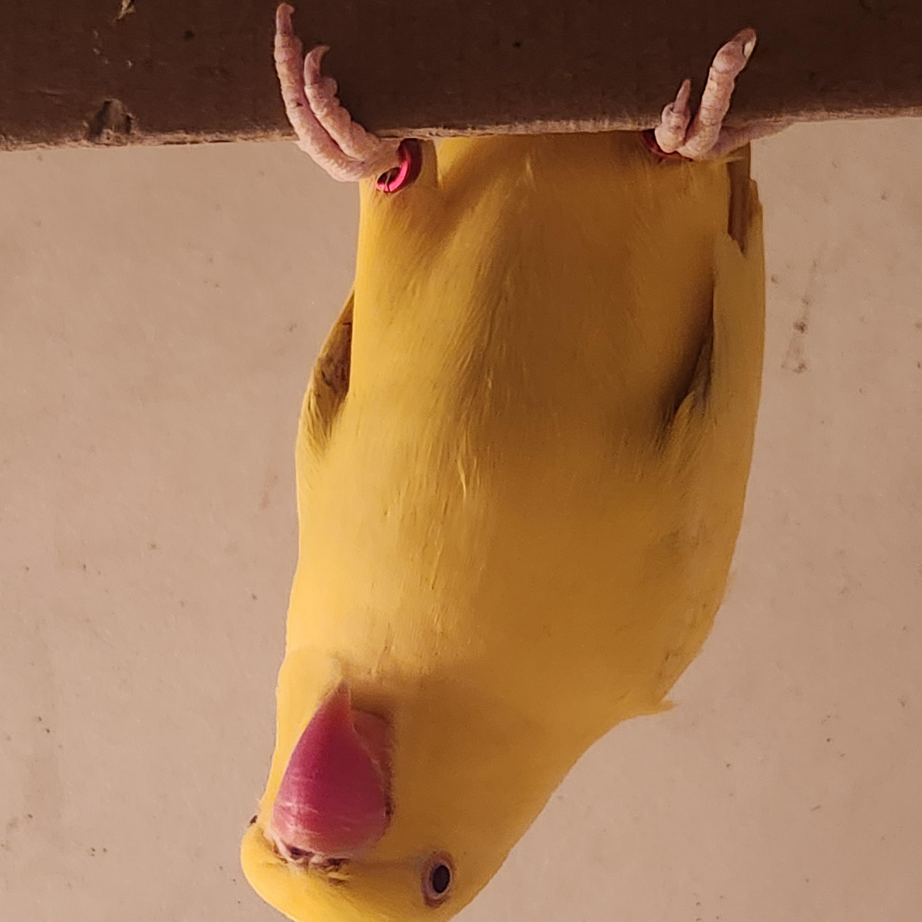 Enlarge Lemon, a ADOPTABLE Ringneck / Psittacula in Wantage, NJ image 2/2