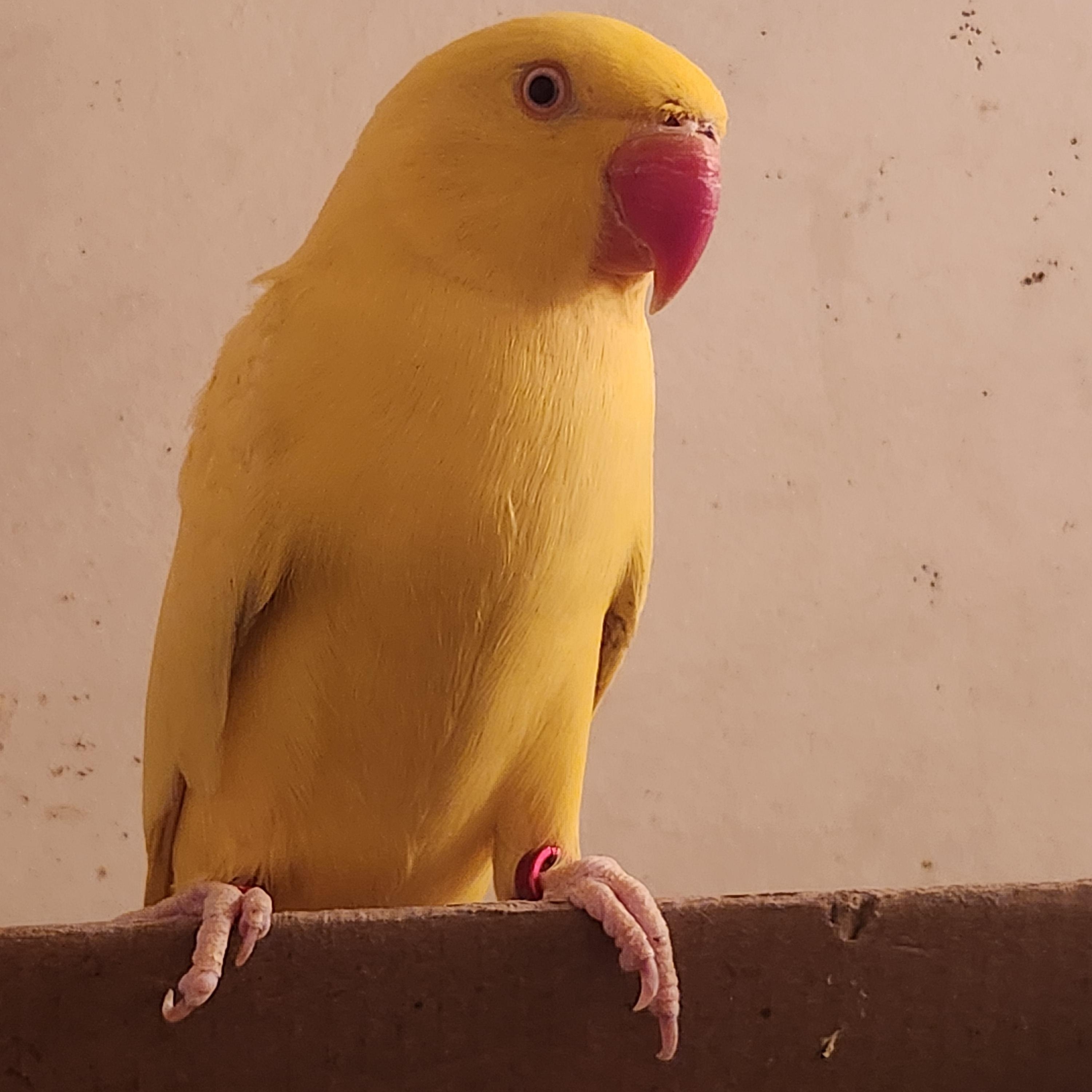 Enlarge Lemon, a ADOPTABLE Ringneck / Psittacula in Wantage, NJ image 1/2