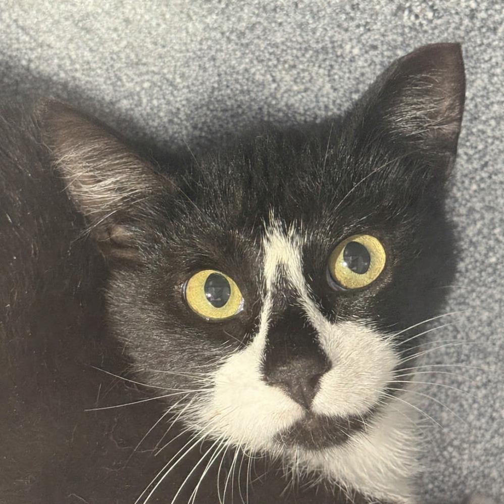 Enlarge Holly, a Adoptable mixed breed in Brenham, TX image 1/2