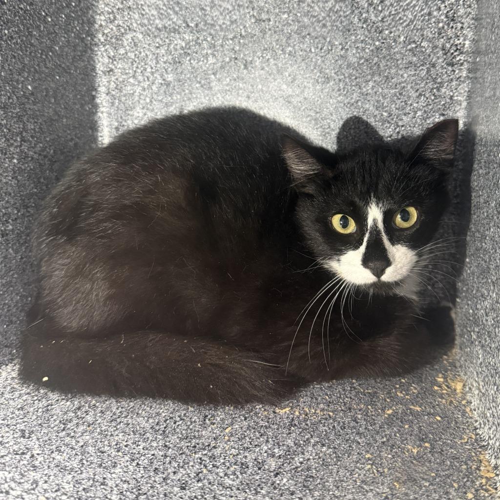 Enlarge Holly, a Adoptable mixed breed in Brenham, TX image 2/2