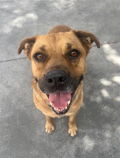 RAMON, Adoptable, Adult Male German Shepherd Dog & Mixed Breed.