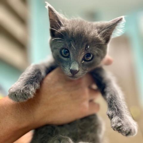 Sneakers, Adoptable, Young Male Domestic Short Hair.