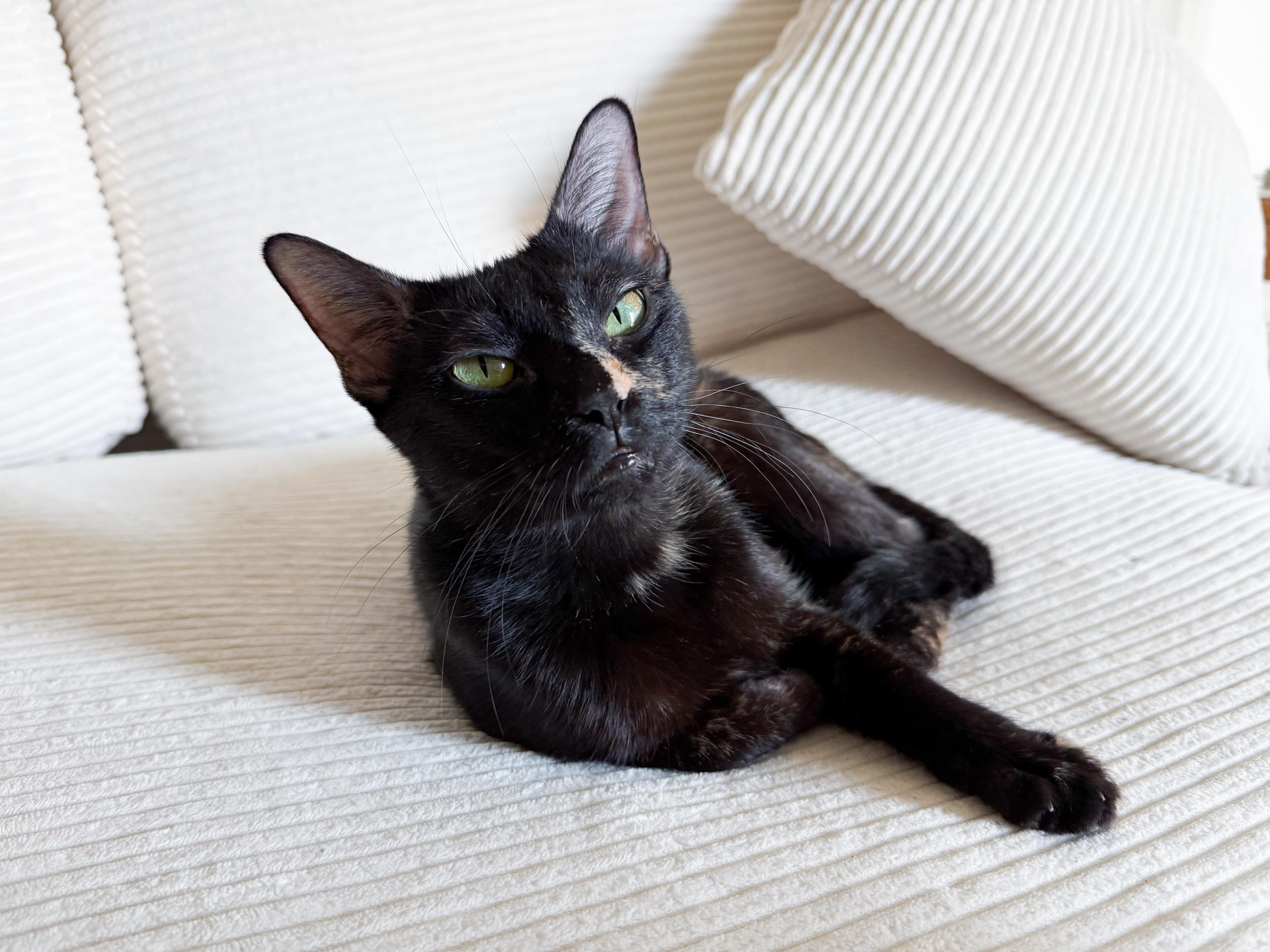 Whimsy, a ADOPTABLE mixed breed in San Antonio, TX image 3/5