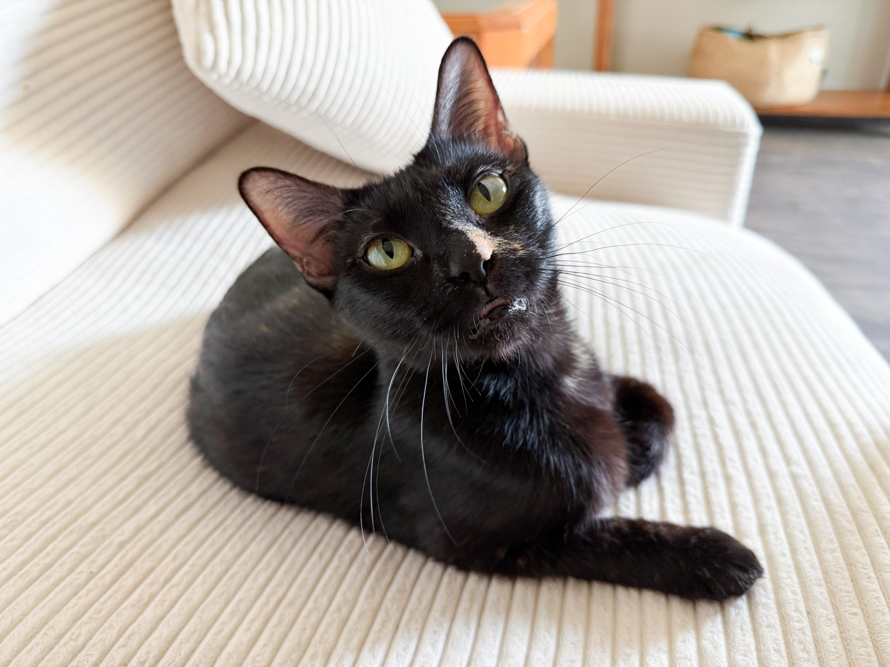 Whimsy, a ADOPTABLE mixed breed in San Antonio, TX image 1/5