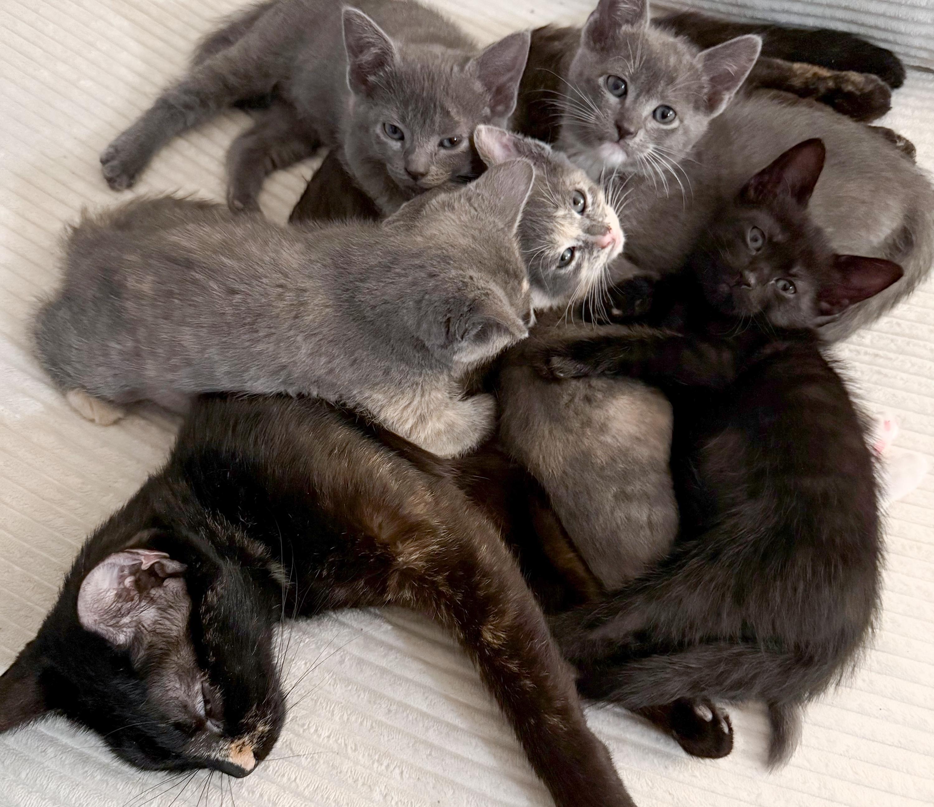 Whimsy, a ADOPTABLE mixed breed in San Antonio, TX image 5/5