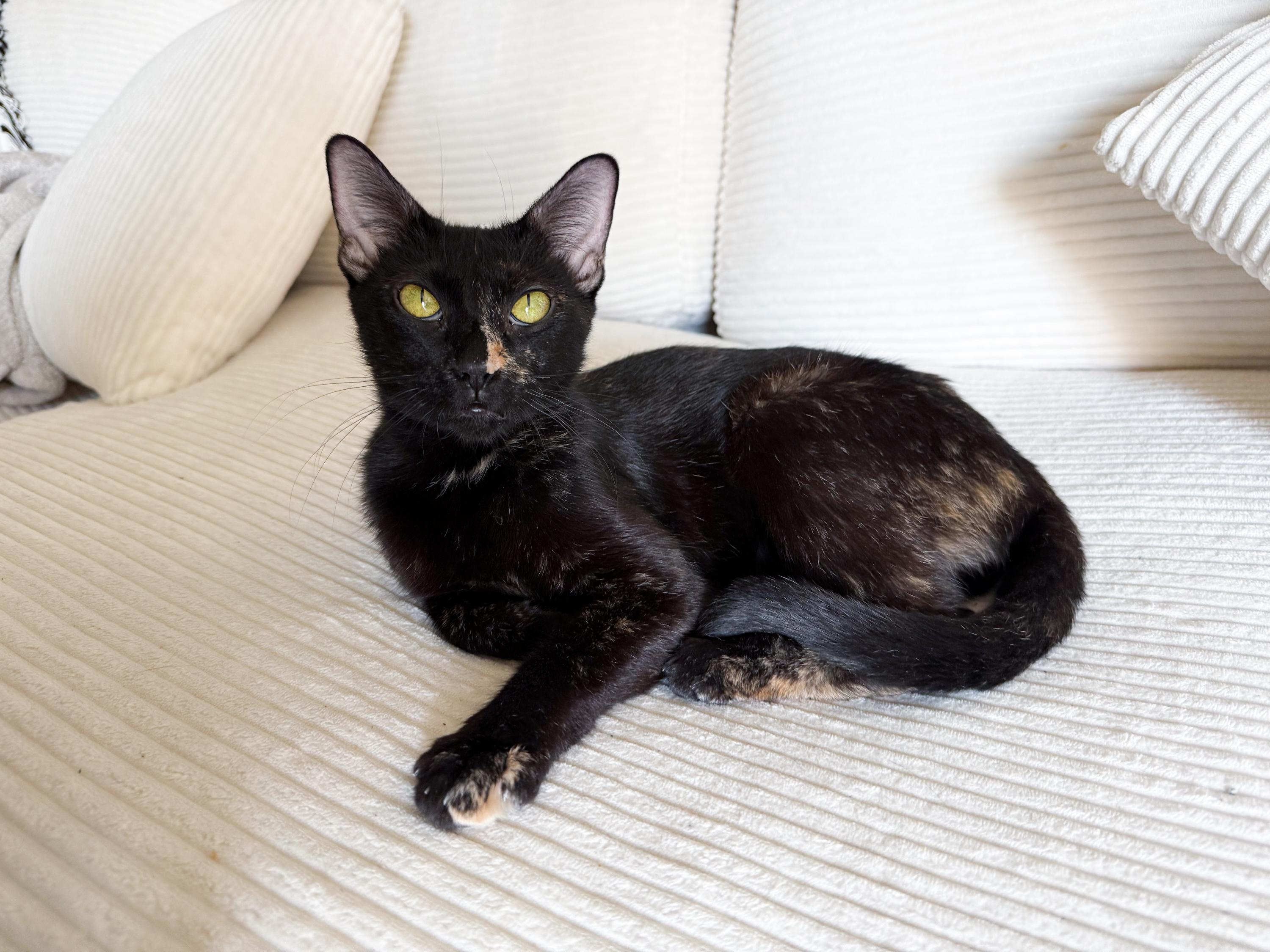 Whimsy, a ADOPTABLE mixed breed in San Antonio, TX image 2/5