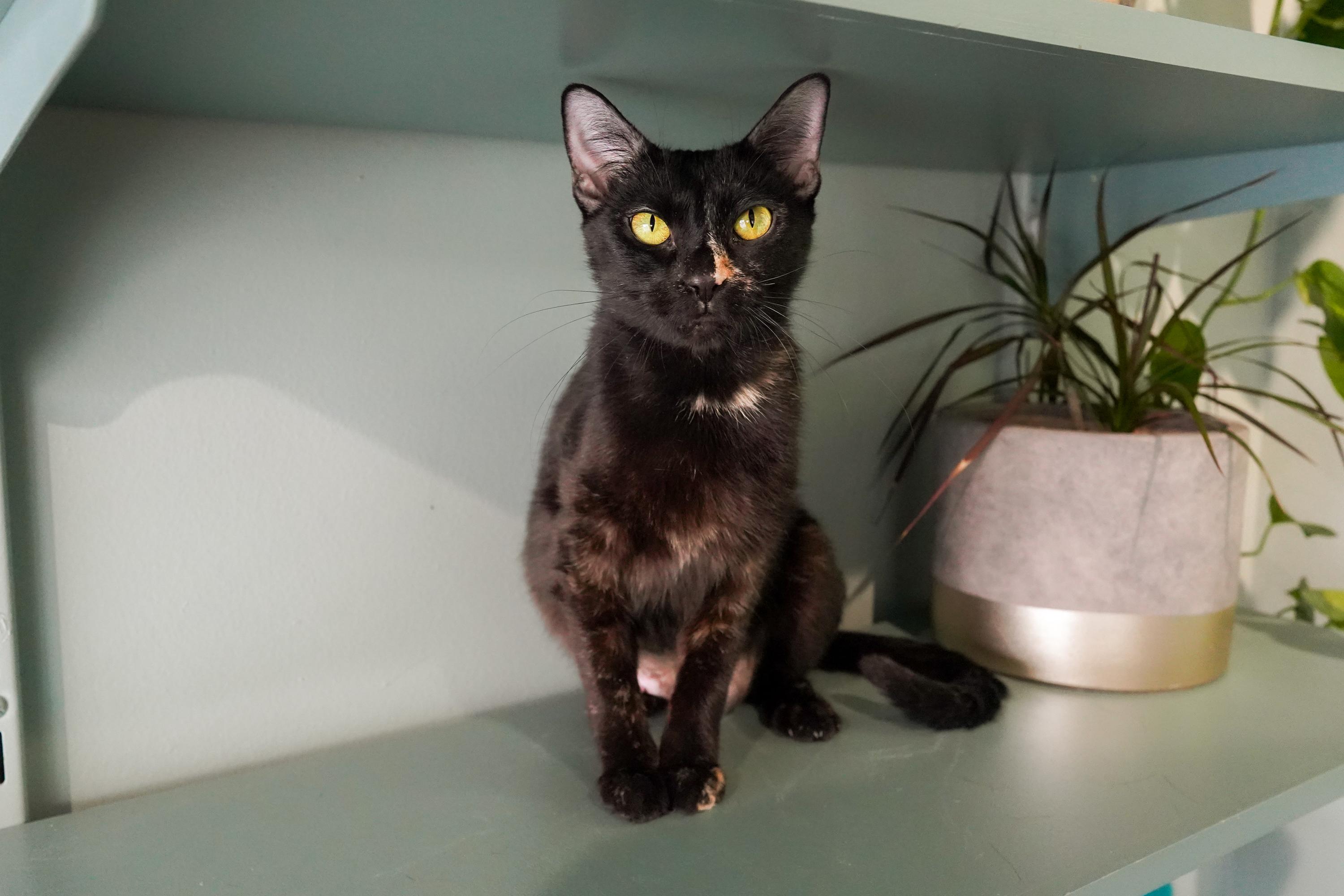 Whimsy, a ADOPTABLE mixed breed in San Antonio, TX image 4/5