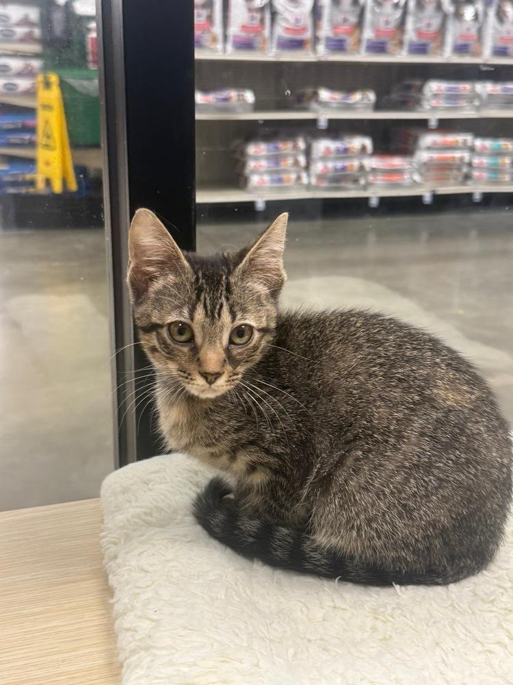 Enlarge Hashbrown, a Adoptable Domestic Short Hair in Orlando, FL image 1/3