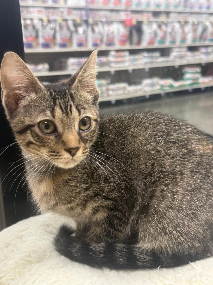 Enlarge Hashbrown, a Adoptable Domestic Short Hair in Orlando, FL image 2/3