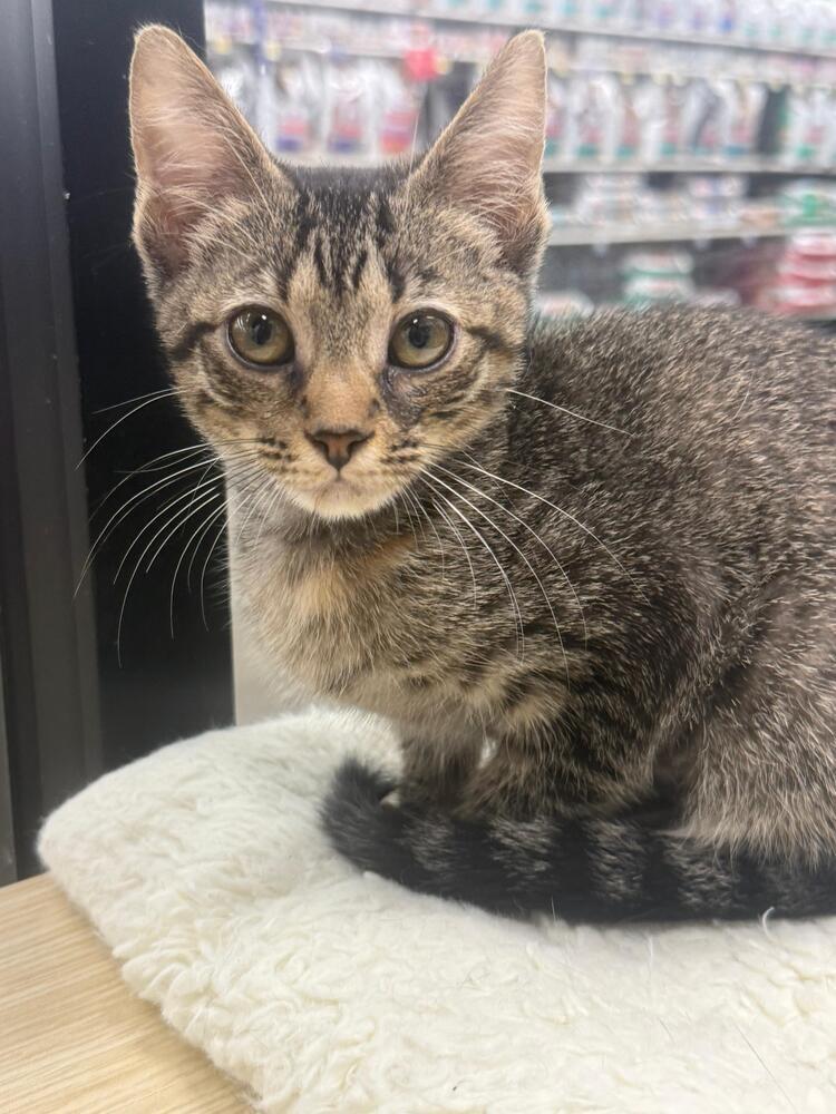 Enlarge Hashbrown, a Adoptable Domestic Short Hair in Orlando, FL image 3/3