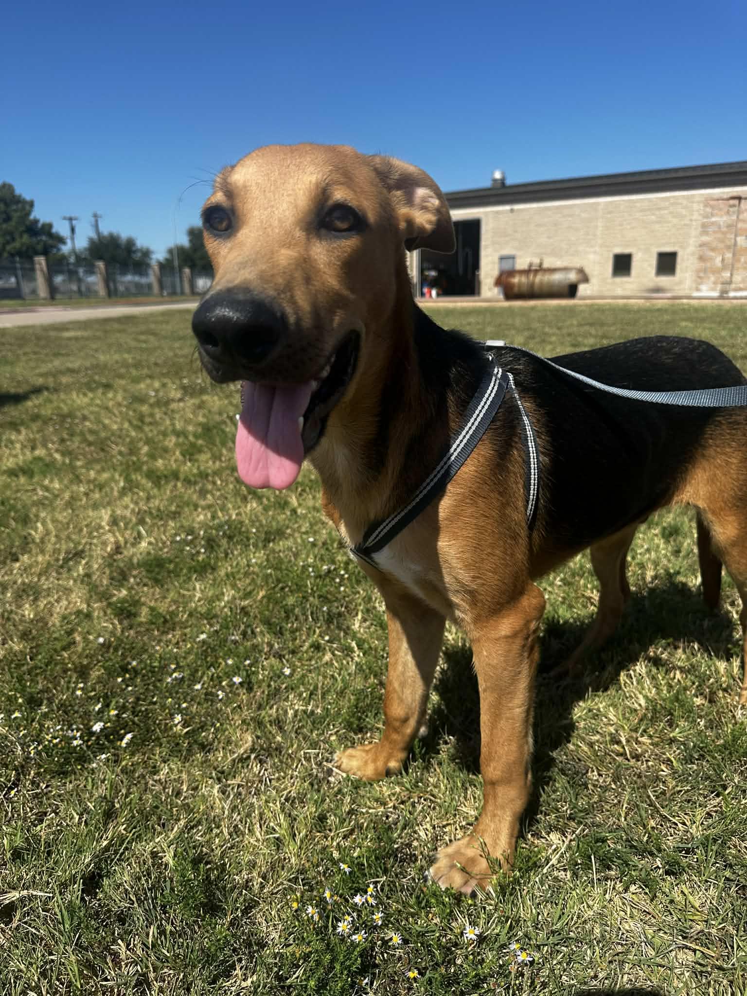 Enlarge Aries, a Adoptable mixed breed in Garland, TX image 1/6