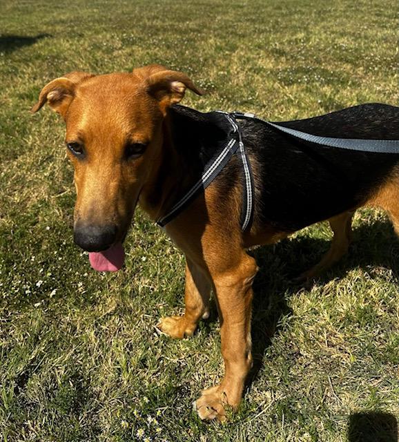 Enlarge Aries, a Adoptable mixed breed in Garland, TX image 3/6